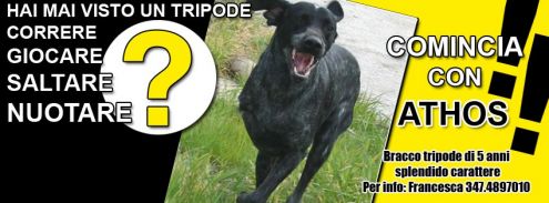 ATHOS, dolcissimo bracco tedesco - Foto 4
