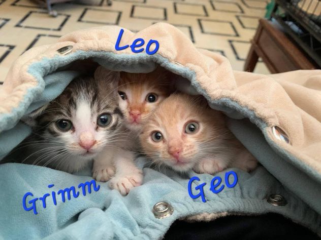Gattini meravigliosi cercano famiglia - Foto 4