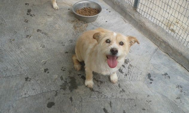 SANDY E TRILLY, due micro cagnoline - Foto 4