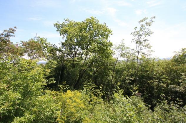 Bosco in vendita a Castegnero - Foto 11