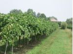 Terreno agricolo in Vendita in Via Carpi Ravarino 619 a Soliera