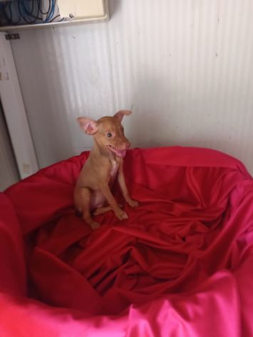PINSCHER INCROCIO: 2 MESI E MEZZO, CERCANO UNA FAMIGLIA PER SEMPRE! - Foto 9