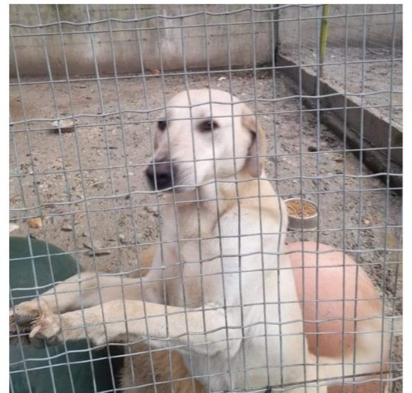 Lucas 4/5anni pelo corto INVISIBILE E TRISTE IN BOX .CALABRIA - Foto 2
