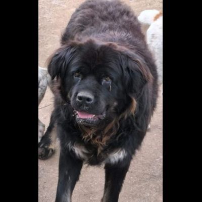 BLACKY DONIAMOGLI LA SUA OCCASIONE CANE IN ADOZIONE