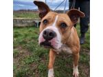 CLOE PURO AMORE CANE IN ADOZIONE