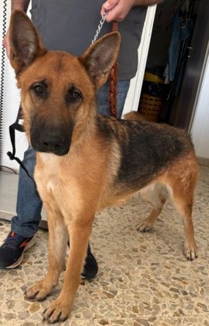LUNA splendida PT, cane in adozione