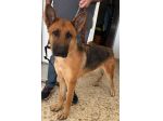 LUNA splendida PT, cane in adozione