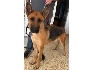 LUNA splendida PT, cane in adozione