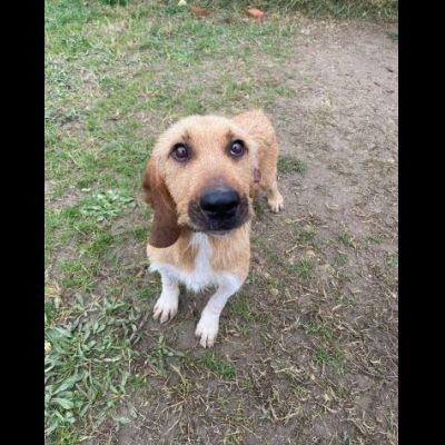 CHESTER SIMIL SPINOCINO CANE IN ADOZIONE TG MEDIO CONTENUTA - Foto 8