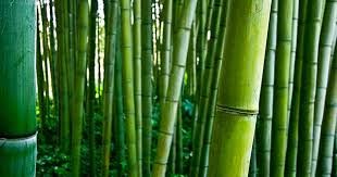 Vendo canne comuni Arundo Donnax e canne di Bambù - provincia Torino - Foto 2