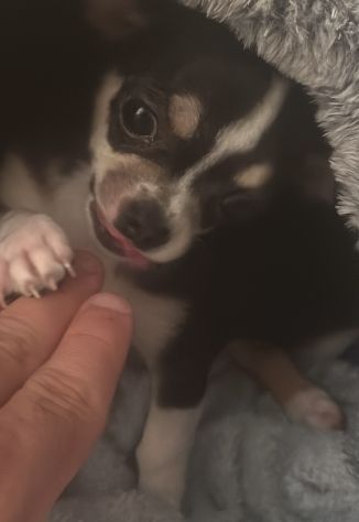 Cucciola di chihuhua - Foto 3
