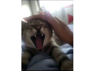 Gatti