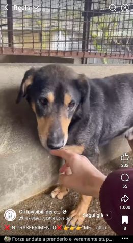 STILTON CERCA SALVEZZA CANE IN ADOZIONE - Foto 7