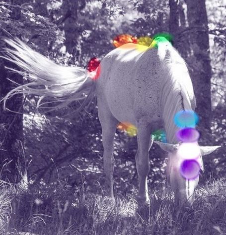 I Chakra negli Animali: corso online di riequilibrio energetico
