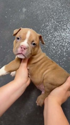 Cuccioli razza american bully poket estremi - Foto 5