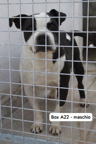 MIRKO AMSTAFF 8 ANNI - Foto 3