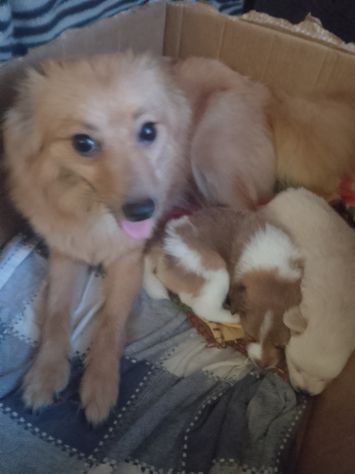 Cucciolo di volpino