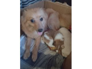 Cucciolo di volpino