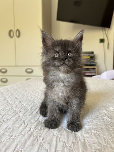 Maine Coon cucciolo pedigree ANFI - Foto 3