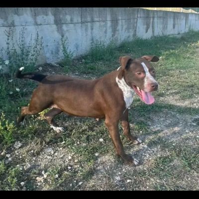 ZOE NON CE LA FA' PIÙ CANE IN ADOZIONE - Foto 6