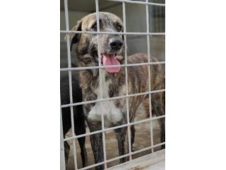 CANE IN ADOZIONE: TIAGO