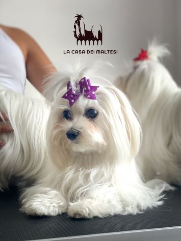 Cuccioli di Maltese con Pedigree ENCI – La Casa dei Maltesi (Cuneo) - Foto 5