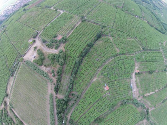 Terreno a Monteforte d'Alpone - Rif. 6516