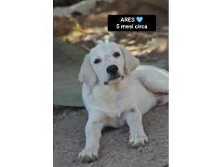 JACK, ATHENA, ARES, MINERVA ed ERCOLE, 5 MESI: CERCANO CASA!