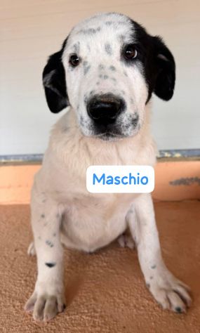 CUCCIOLI 4 MESI TAGLIA MEDIA - Foto 4