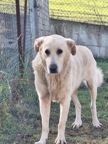 MARIA MERAVIGLIOSA e SOCIEVOLE, CANE IN ADOZIONE - Foto 7