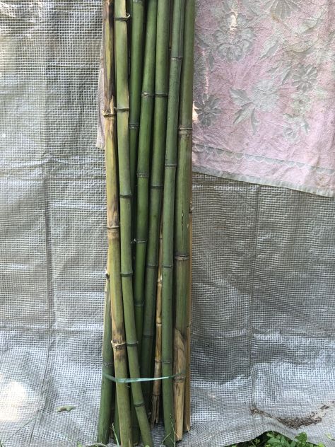 Vendo canne comuni Arundo Donnax e canne di Bambù - provincia Torino - Foto 5