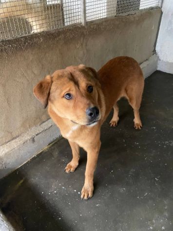SIGFRIDO detto WINNIE POOh per la sua dolcezza cane in adozione