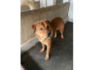 SIGFRIDO detto WINNIE POOh per la sua dolcezza cane in adozione