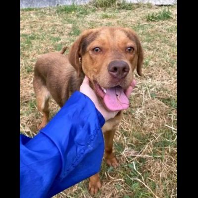 LENNON UNA DOLCEZZA DA SALVARE CANE IN ADOZIONE - Foto 2