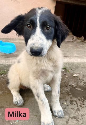 CUCCIOLI IN ADOZIONE - Foto 2