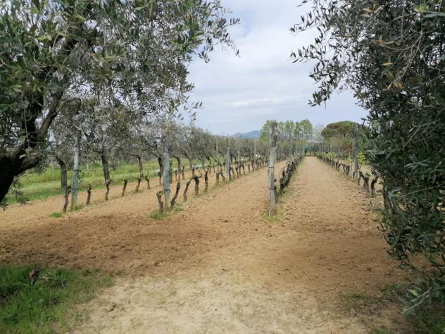 Terreno agricolo in vendita a Perignano - Casciana Terme Lari 10260 mq Rif: 1319002 - Foto 4