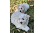 Cuccioli di Maltipoo