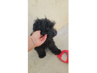 Bibi: barboncino Toy 5 mesi socievole