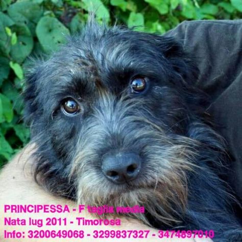 Splendidi cani in cerca di casa URGENTE! - Foto 2