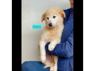 CUCCIOLI IN ADOZIONE