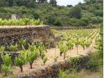 Vigneto in vendita a Tremestieri Etneo