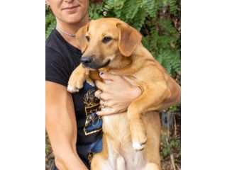 BOBBY, 6 MESI E MEZZO (14/03/26), TAGLIA MEDIA, TROVATO VAGANTE PER LA PIAZZA