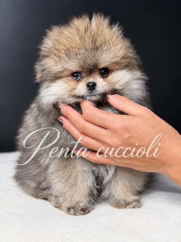 VOLPINO SPITZ di POMERANIA CUCCIOLI - Foto 3
