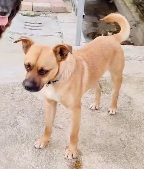 18mesi 15kg SALITO A MILANO E TORNATO DOPO 10GG IN CALABRIA!!! HELP - Foto 2