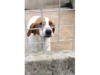 LINA DOLCISSIMA E BUONISSIMA CAGNOLINA IN ADOZIONE