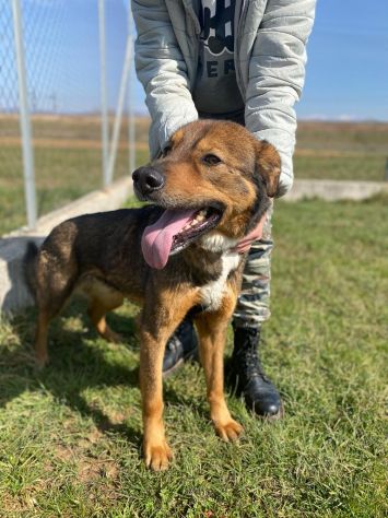 CANE IN ADOZIONE: GIOIELLO un amore di cane. - Foto 2