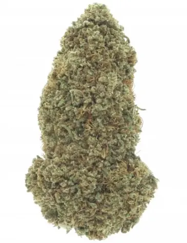 Mimosa