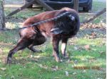 ROSY, adozione del cuore