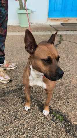 Eva una dolcissima cagnolina Amstaff cerca un casa e un amorevole famiglia - Foto 6
