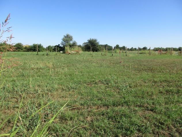 Terreno edificabile in vendita a Borgoricco - Foto 3